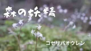 まるで妖精の羽のように風にそよぐ小さな花 | 心穏やかに、笑顔で 