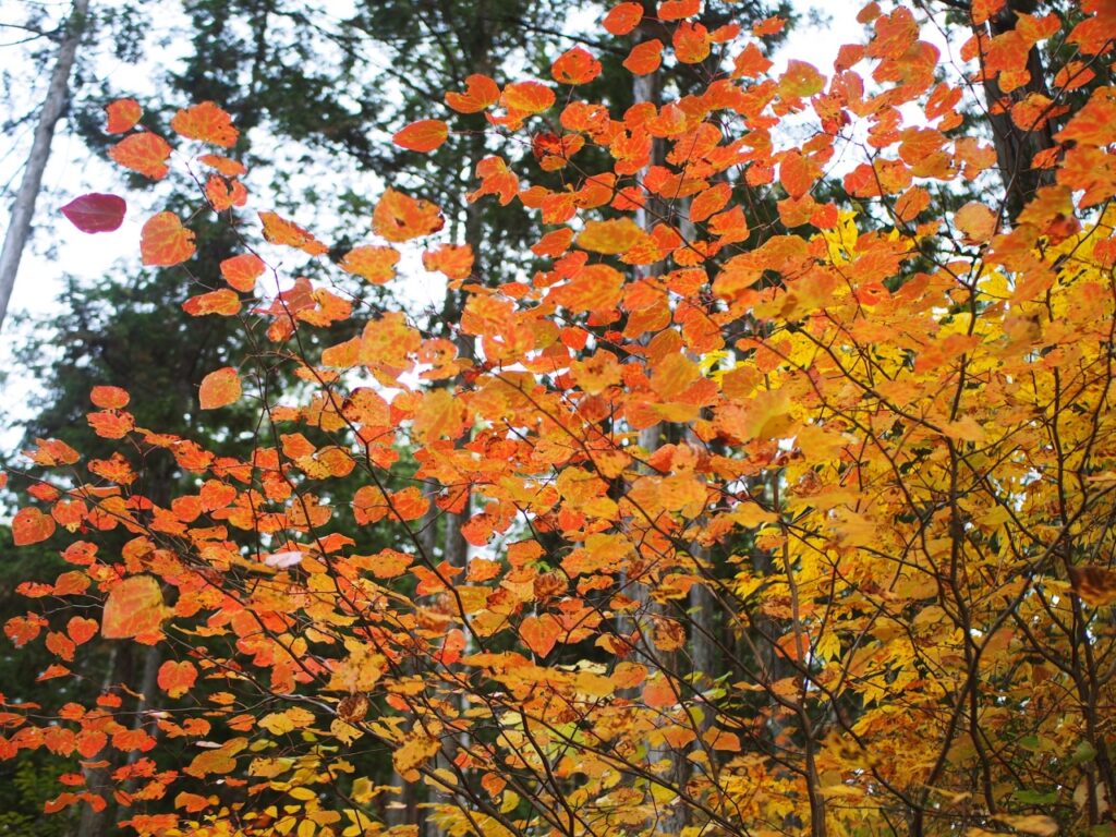特殊な花と美しい紅葉が魅力のマルバノキ—限定された自然の宝物 | 心 